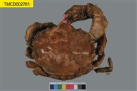 藏品(漢氏勞綿蟹)的圖片